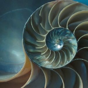 Meet your Posher, Opal